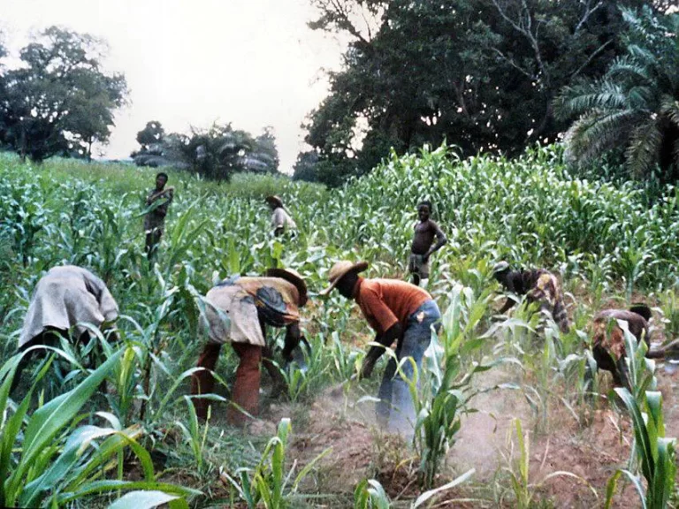 Peasant-farming-weeding-assisted-by-an-egbe-working-group-on-a-maize-farm-nearby-Jima-850x638