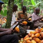 Cocoa-farmers-610x375
