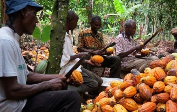 Cocoa-farmers-610x375