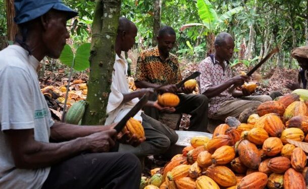 Cocoa-farmers-610x375