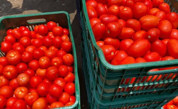 tomatoes-750x375-1-610x375