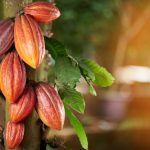 Orange cacao  group pod on green  leaf  tree  background
