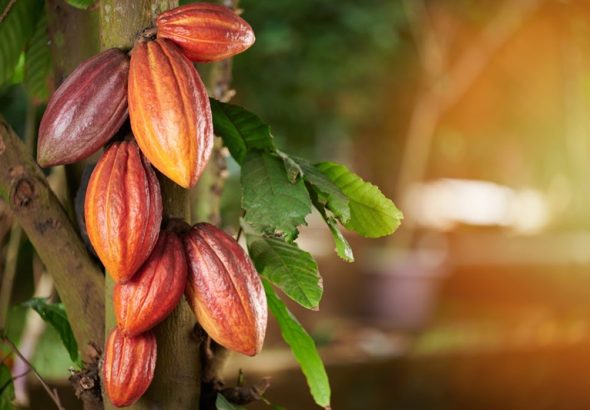 Orange cacao  group pod on green  leaf  tree  background