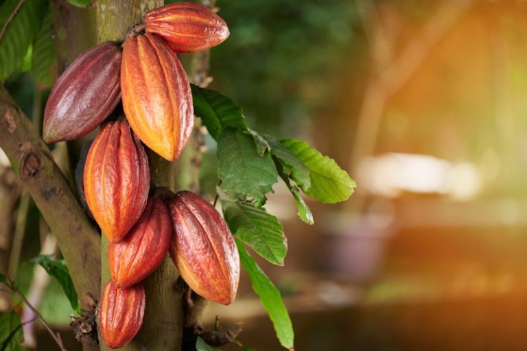 Orange cacao  group pod on green  leaf  tree  background