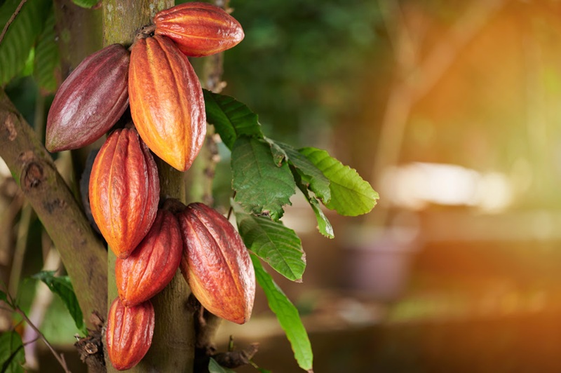 Orange cacao  group pod on green  leaf  tree  background