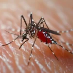 mosquito-drawing-blood-stockcake