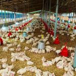 poultry