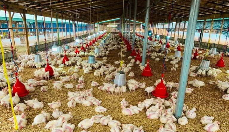 poultry