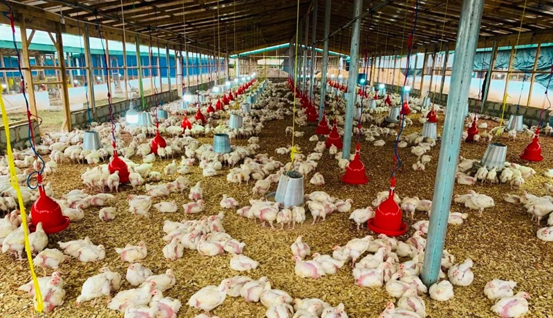 poultry