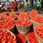 tomato